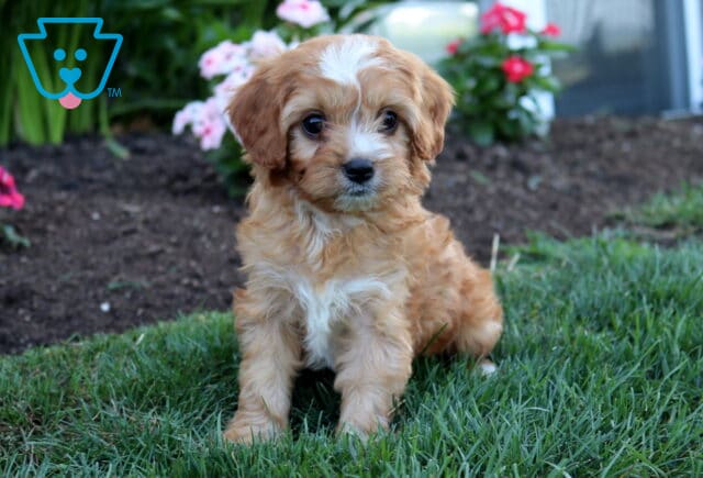 Woody Cavapoo2 image