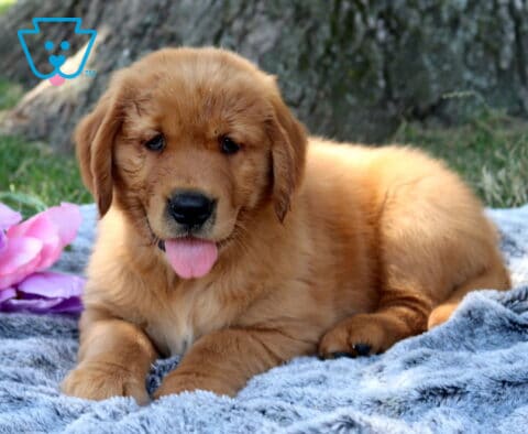 Woody Golden Retriever