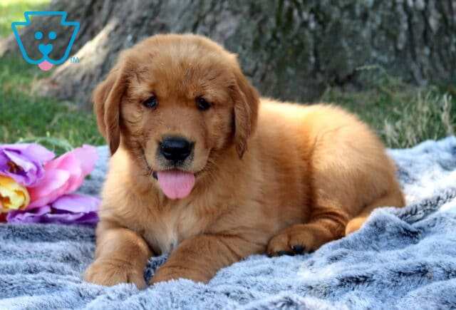 Woody Golden Retriever image