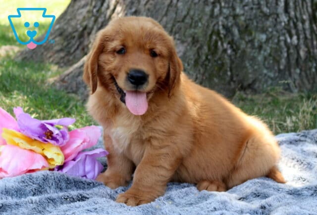 Woody Golden Retriever2 image