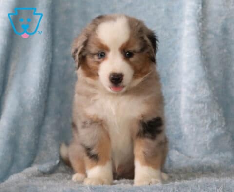 Woody MIni Aust Shepherd
