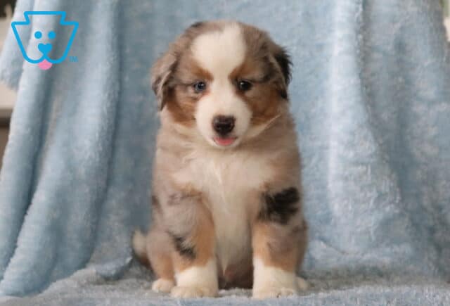 Woody MIni Aust Shepherd image