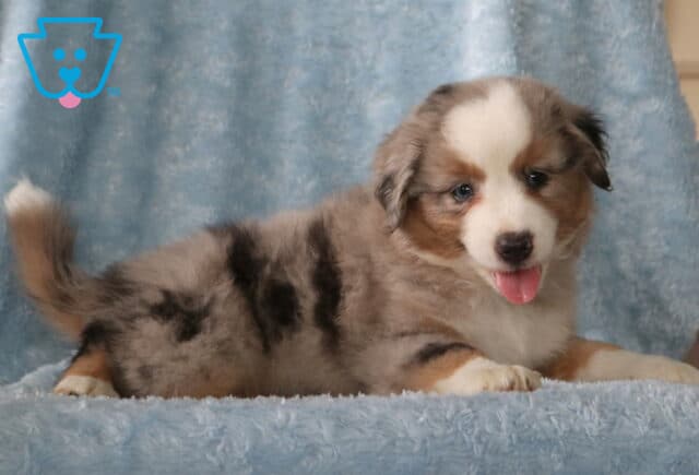 Woody MIni Aust Shepherd2 image
