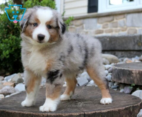 Woody Mini Aust Shepherd
