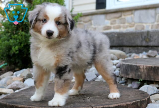 Blue merle Mini Australian Shepherd puppy standing confidently on a rustic tree stump, showing off a fluffy silver-gray merle coat, tan points, white markings, and striking blue eyes in a landscaped backyard setting. image