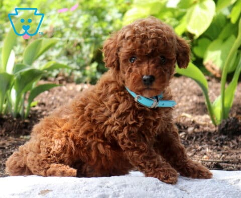 Woody Mini Poodle