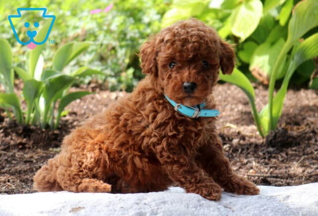 Woody Mini Poodle image