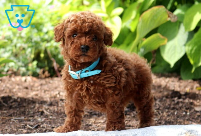 Woody Mini Poodle2 image