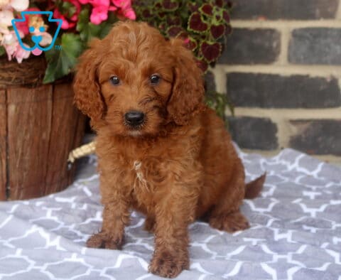 Zane Mini Goldendoodle