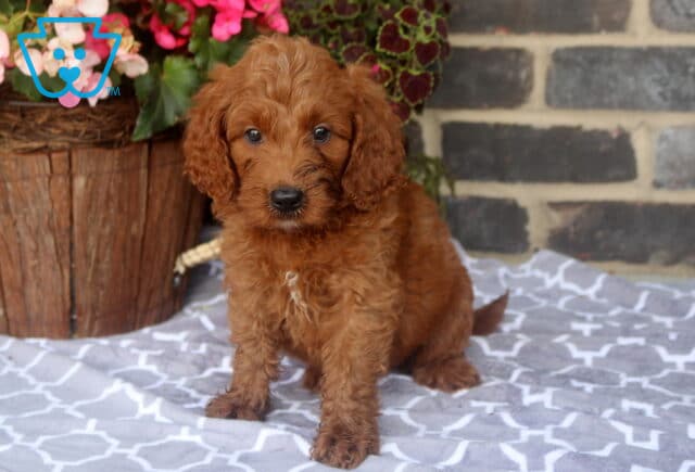 Zane Mini Goldendoodle image