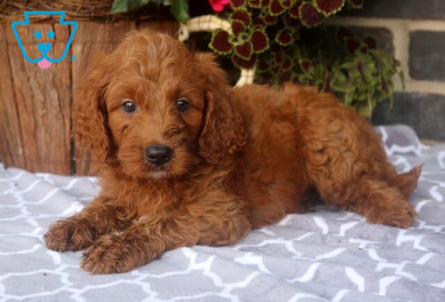 Zane Mini Goldendoodle2 image