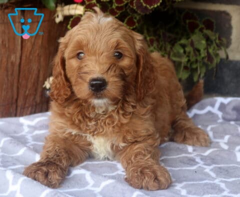 Zara Mini Goldendoodle