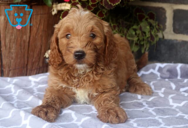 Zara Mini Goldendoodle image