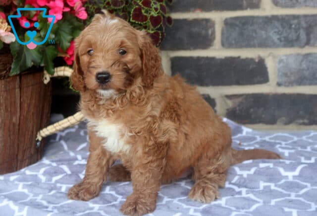 Zara Mini Goldendoodle2 image