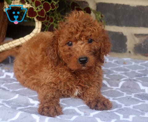 Ziggy Mini Goldendoodle