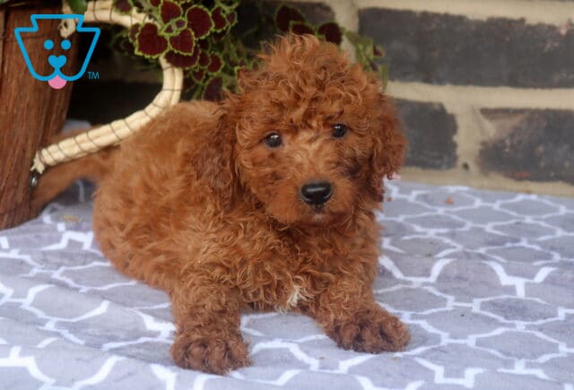 Ziggy Mini Goldendoodle image