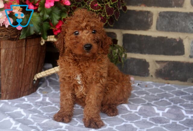 Ziggy Mini Goldendoodle2 image