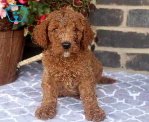 Zipper Mini Goldendoodle