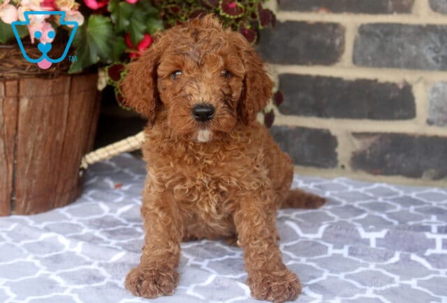 Zipper Mini Goldendoodle image