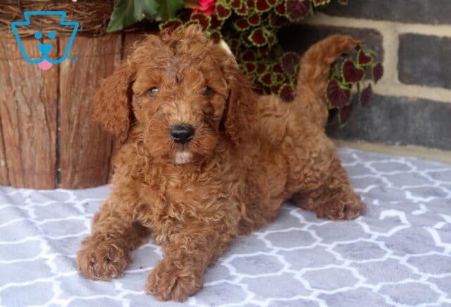 Zipper Mini Goldendoodle2 image