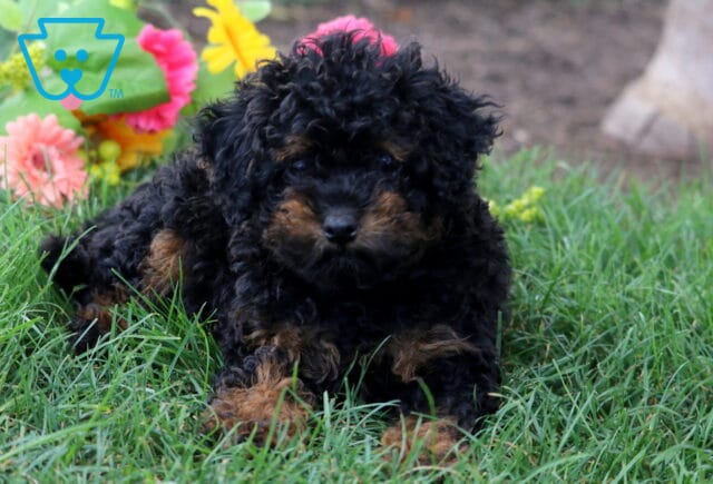 Zoey Mini Poodle image