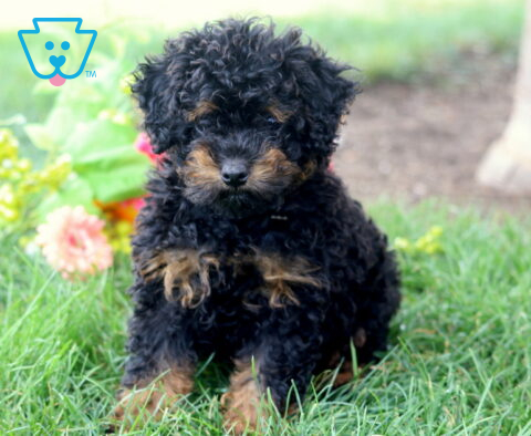 Zoey Mini Poodle2