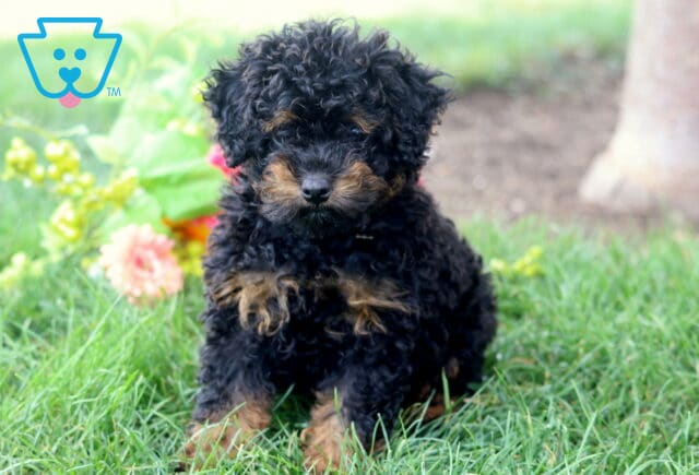 Zoey Mini Poodle2 image