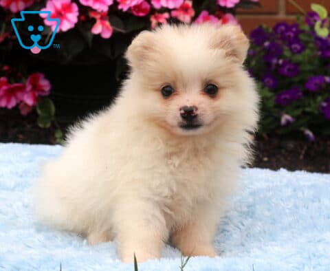 Cream Pomeranian puppy sitting on a soft blue blanket with a fluffy coat, tiny black nose, and bright round eyes, surrounded by colorful pink and purple flowers.