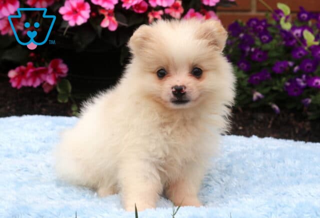 Cream Pomeranian puppy sitting on a soft blue blanket with a fluffy coat, tiny black nose, and bright round eyes, surrounded by colorful pink and purple flowers. image