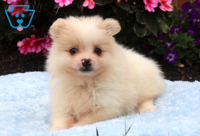 Fluffy cream Pomeranian puppy relaxing on a soft blue blanket with a plush coat, curious eyes, and petite ears, set against a backdrop of vibrant pink and purple garden flowers. image