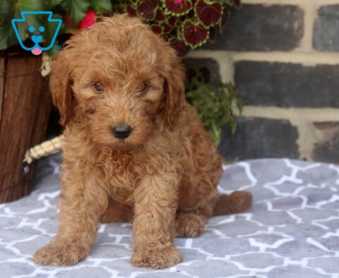 Zookie Mini Goldendoodle