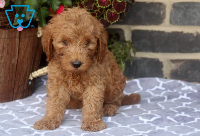 Zookie Mini Goldendoodle image