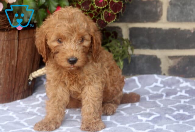 Zookie Mini Goldendoodle2 image