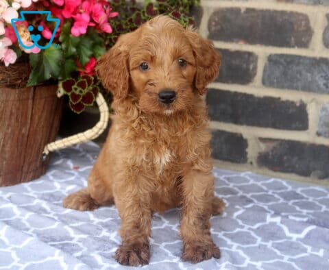 Zuse Mini Goldendoodle
