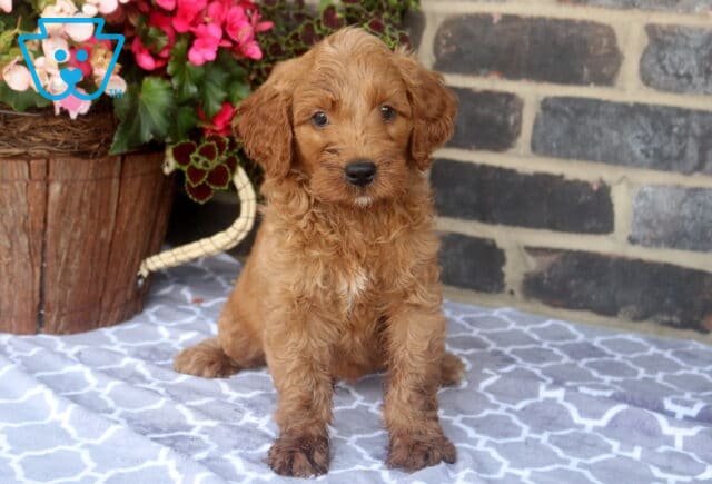 Zuse Mini Goldendoodle image