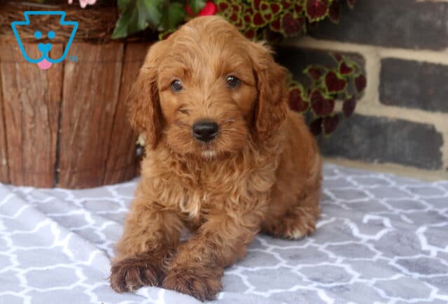 Zuse Mini Goldendoodle2 image