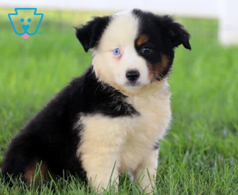 Abby Mini Aussie