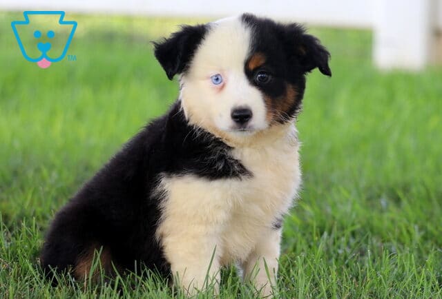 Abby Mini Aussie image