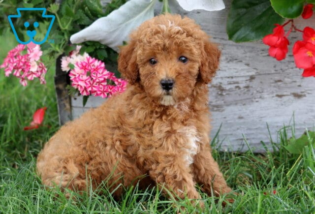 Addison Mini Poodle image