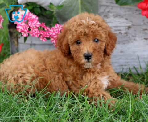 Addison Mini Poodle2