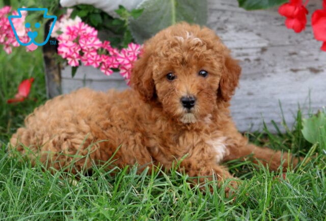 Addison Mini Poodle2 image