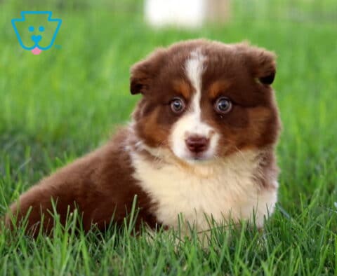 Angela Mini Aussie