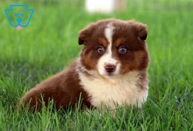 Angela Mini Aussie image