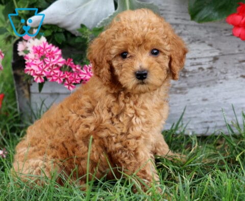 Anna MIni Poodle