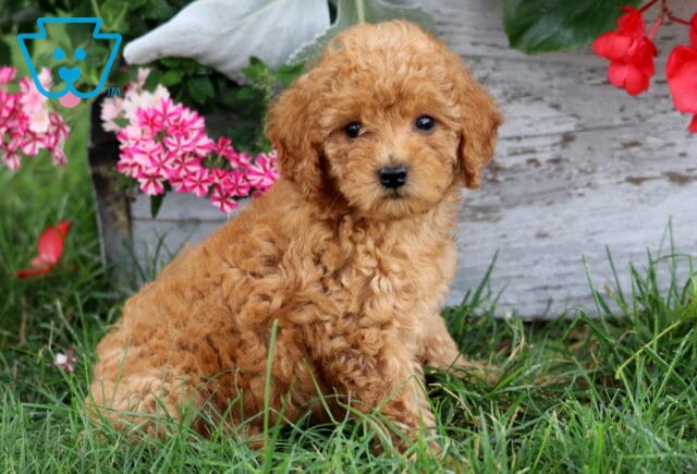 Anna MIni Poodle image