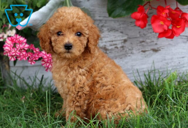 Anna MIni Poodle2 image