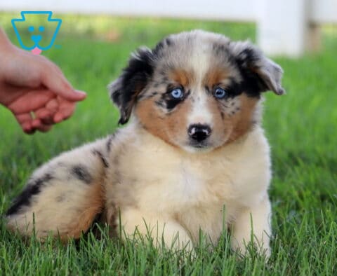 Apple Mini Aussie