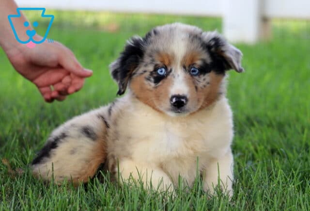 Apple Mini Aussie image