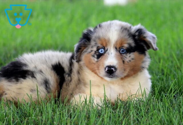 Apple Mini Aussie2 image