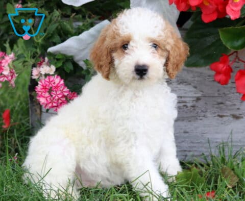 Archie Mini Poodle